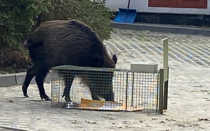 Zbiórka Klatka łapka na pilota. - zdjęcie główne