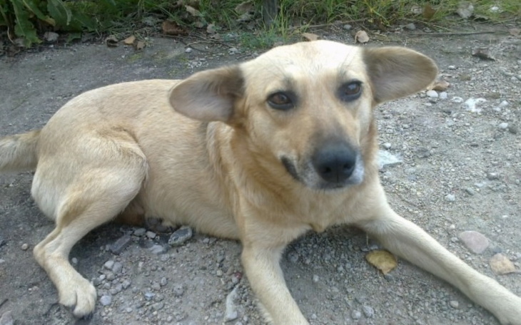 Zbiórka Wiejskie Bezdomniaki z Podlasia - zdjęcie główne