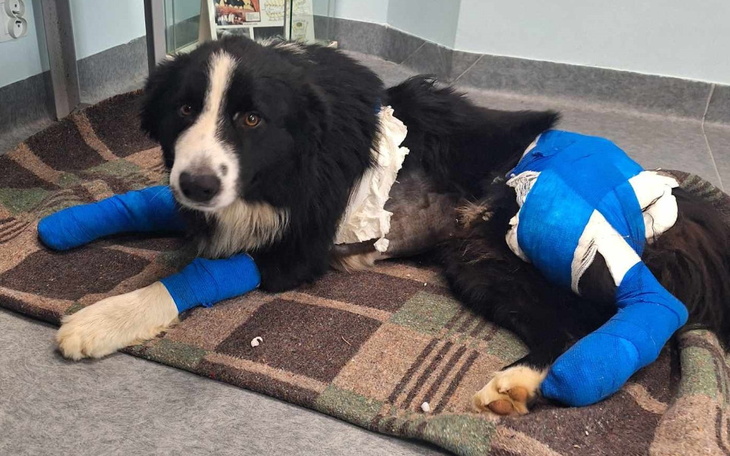 Zbiórka Pomóż Areskowi wrócić do zdrowia - zdjęcie główne