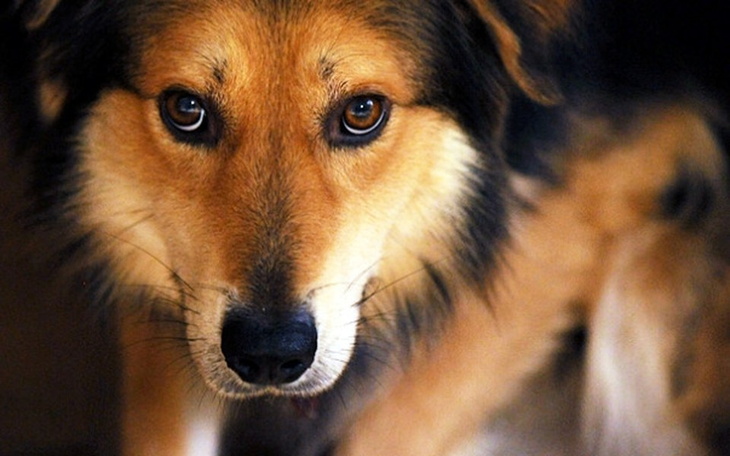 Zbliżenie na psa z intensywnym spojrzeniem.