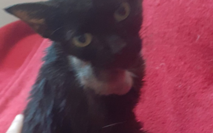 Zbiórka ratunek dla kotki misi dla misi - zdjęcie główne