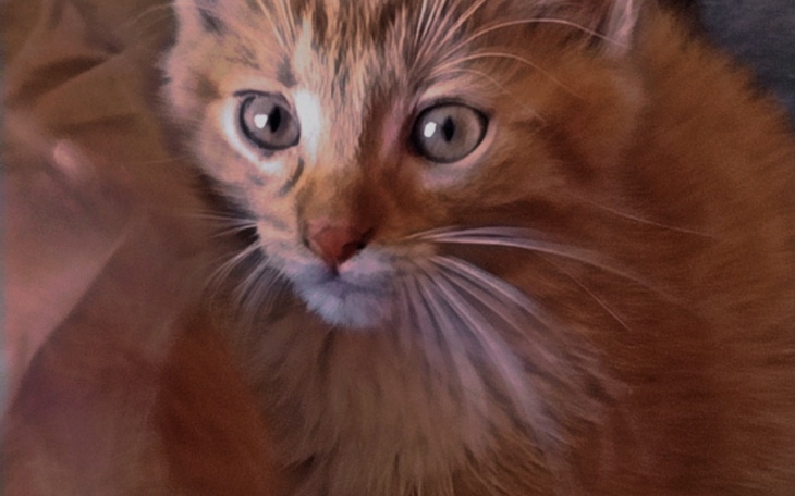 Zbiórka Pomoc dla zwierząt moich - zdjęcie główne