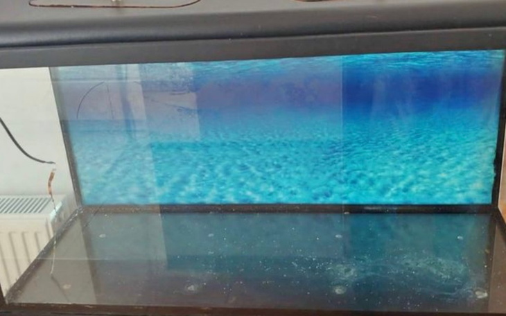 Zbiórka Zbieram na akwarium dla rybek - zdjęcie główne