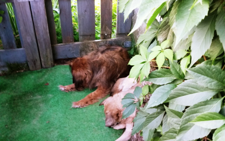 Zbiórka Bezdomniaki spod granicy PL-BY - zdjęcie główne