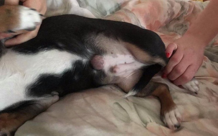 Zbiórka Przepuklina pępkowa - zdjęcie główne