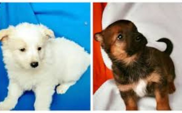 Zbiórka dla psów na leczenie jedzenie - zdjęcie główne