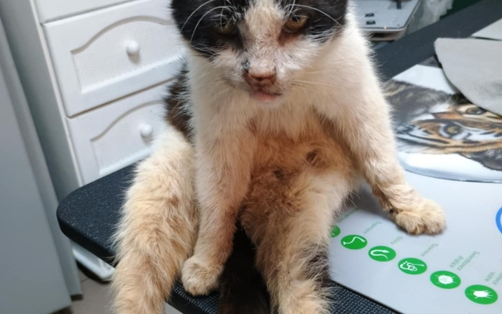 Kot siedzący na stole, z wyraźnymi oznakami starości i zmęczenia.