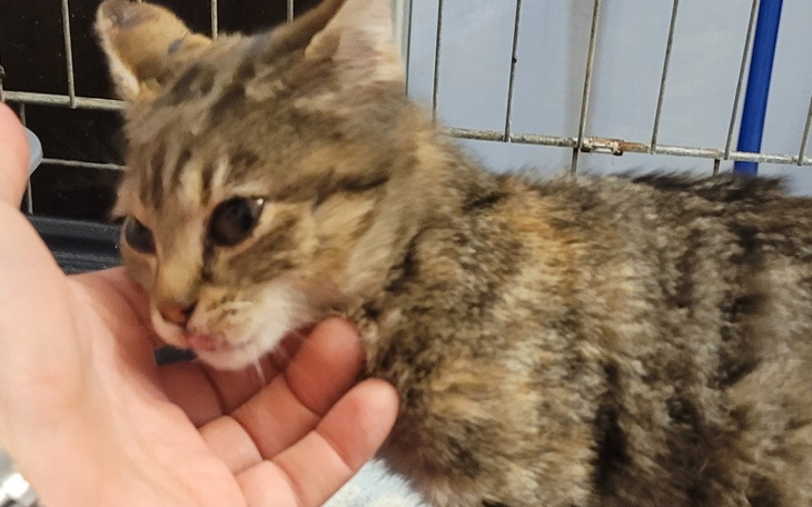 Zbiórka Na leczenie i szczepienia kotków - zdjęcie główne