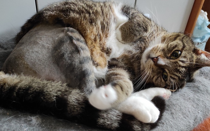 Zbiórka Czaruś z zerwanym więzadłem... - zdjęcie główne