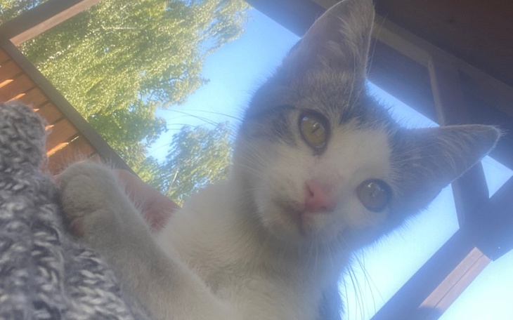 Zbiórka Na leczenie bezpańskiego kotka - zdjęcie główne