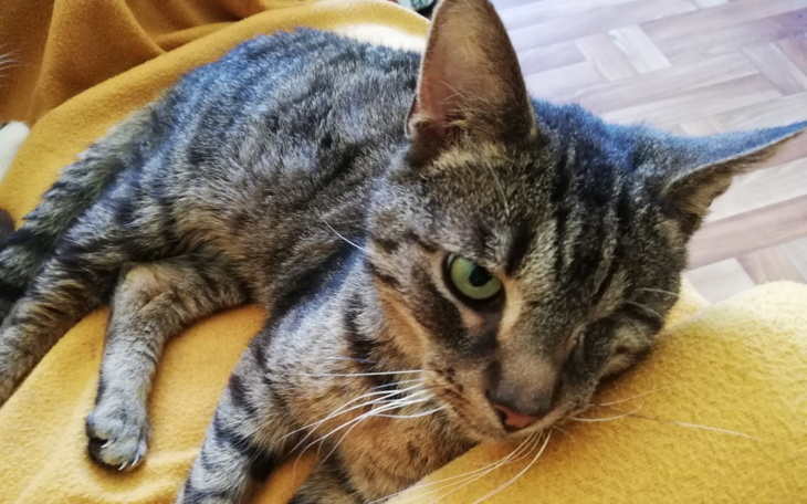 Zbiórka Borys oraz Teoś i ich prośba - zdjęcie główne