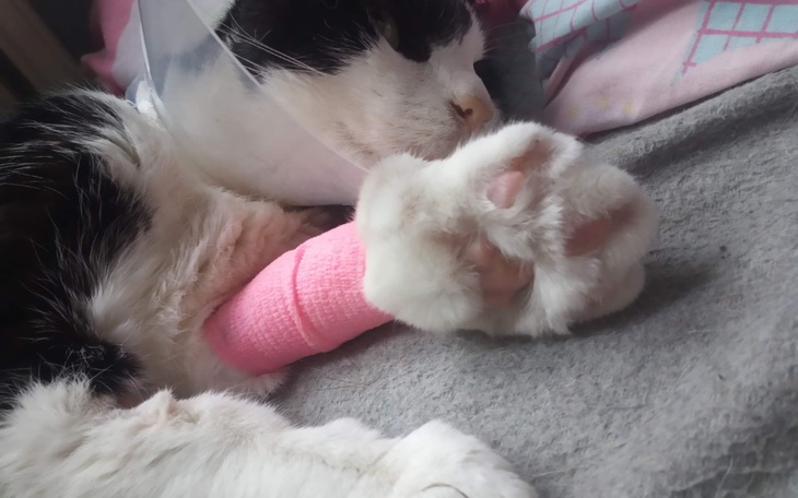 Zbiórka Dla kota STEFANKA - zdjęcie główne