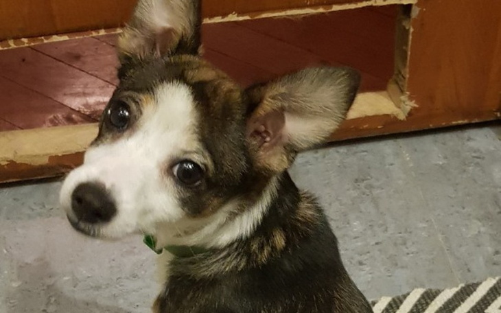 Zbiórka Zbiórka na sterylizacje Poppy - zdjęcie główne