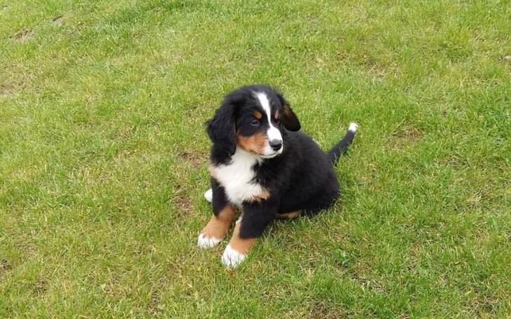 Zbiórka Karmel - zdjęcie główne