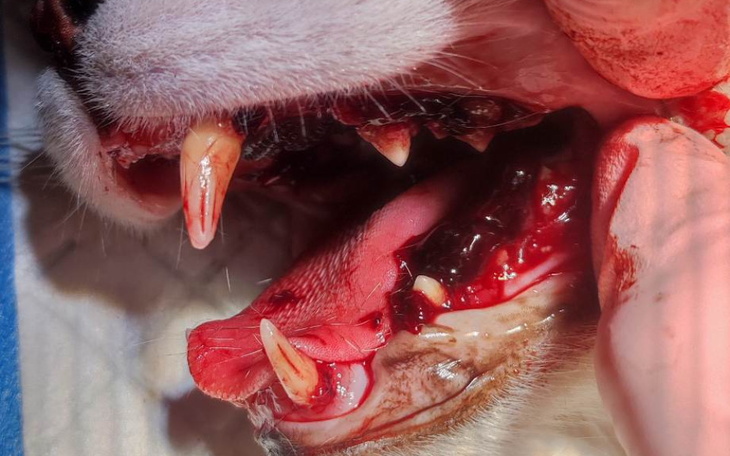 Zbiórka Chorego kota wywalić na śmietnik - zdjęcie główne