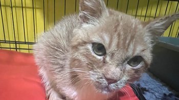 Zbiórka Pilna diagnostyka kociaka .. - miniaturka zdjęcia