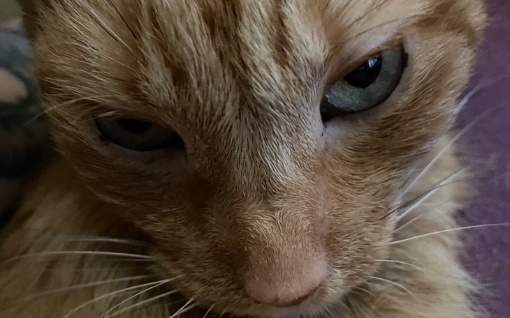 Zbiórka Rudy - Super Kot - zdjęcie główne