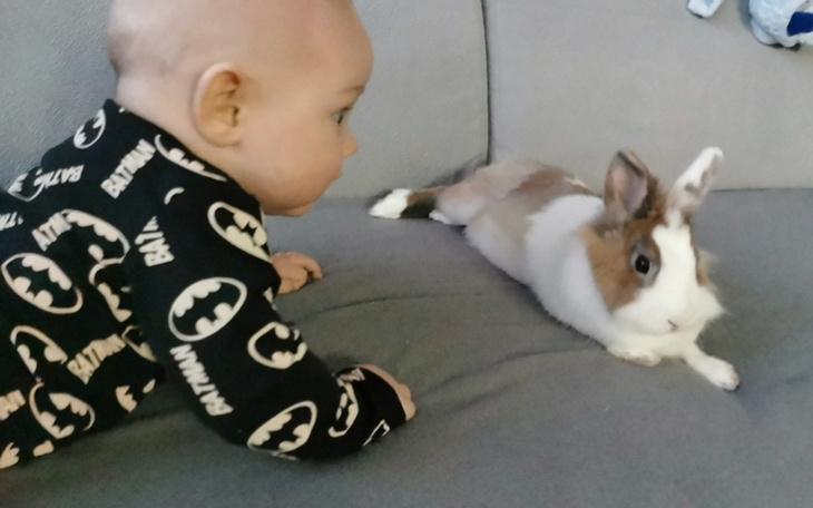 Zbiórka Kajetka- zabieg na cito - zdjęcie główne