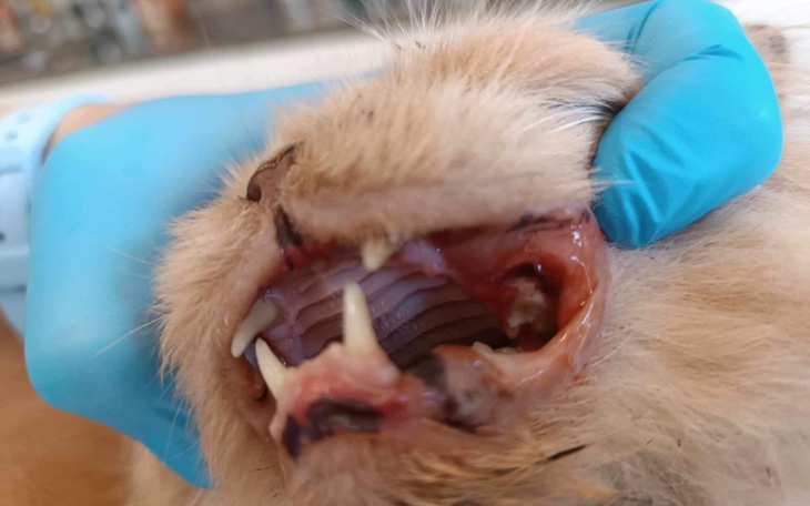 Zbliżenie na pysk kota, z widocznymi zębami.