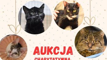 Zbiórka Świąteczna zbiórka dla kotków - miniaturka zdjęcia