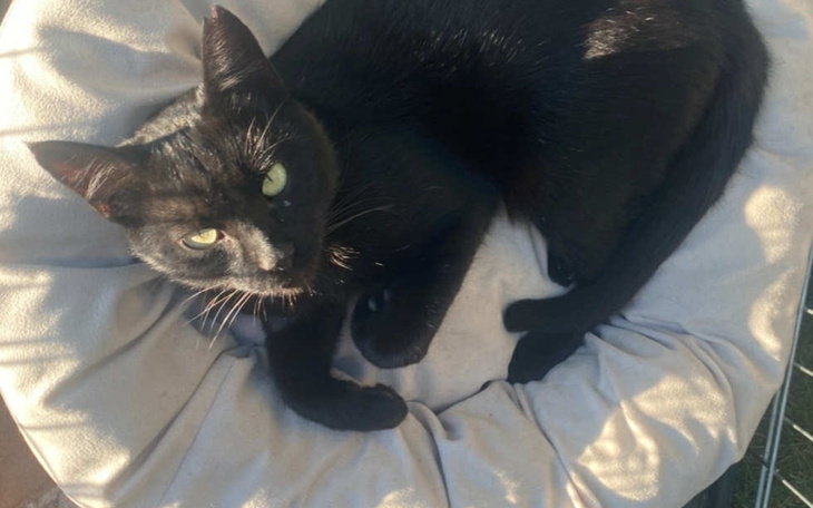 Czarny kot leży na poduszce, patrzy w obiektyw.