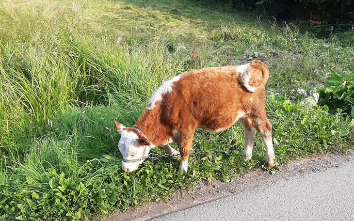 Zbiórka Uratujmy wspólnie Byczka - zdjęcie główne