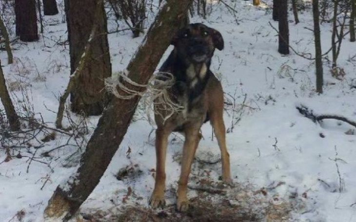 Zbiórka Nieme wołanie o pomoc - zdjęcie główne