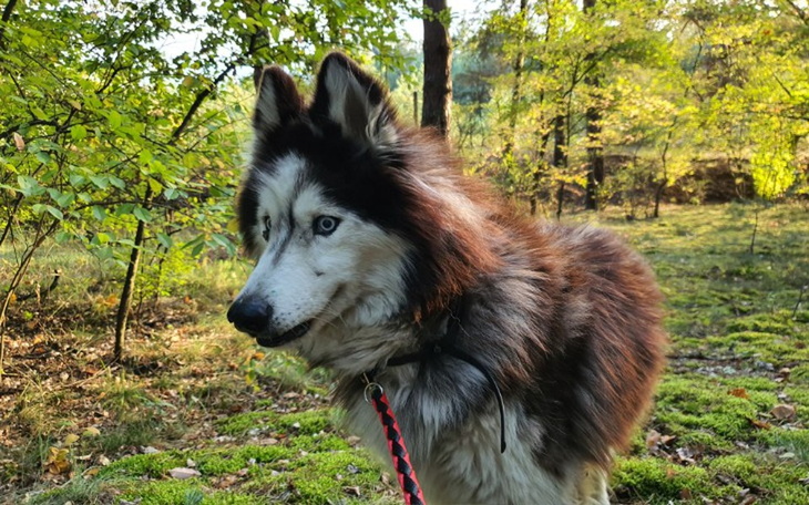 Zbiórka Bella prosi o wsparcie - zdjęcie główne