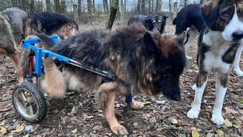 Zbiórka Mikołaju, Daj Zarence Furę! - miniaturka zdjęcia