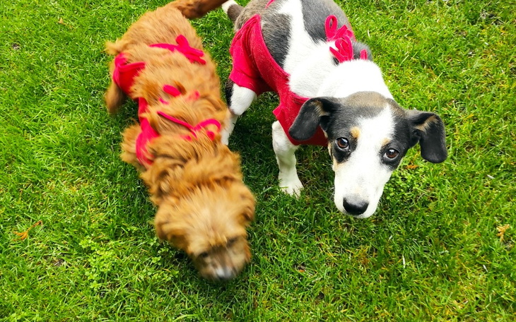 Zbiórka Na pomóc wiejskim sukom. - zdjęcie główne