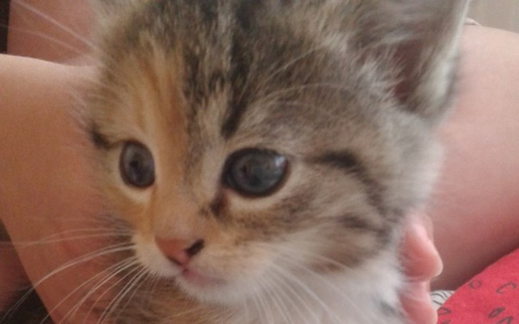 Zbiórka Na marzenia do spełnienia ☺ - zdjęcie główne