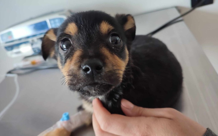 Zbiórka Parwo zabija psie dzieci - zdjęcie główne