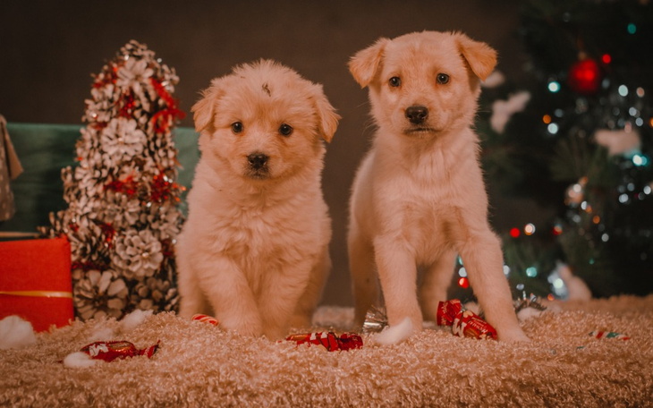 Zbiórka Wielka świąteczna zbiórka - zdjęcie główne