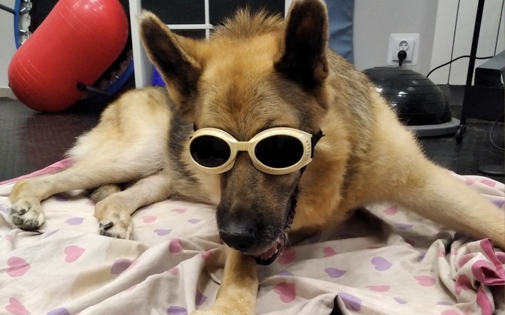 Zbiórka Pomoc w rehabilitacji Tosi - zdjęcie główne