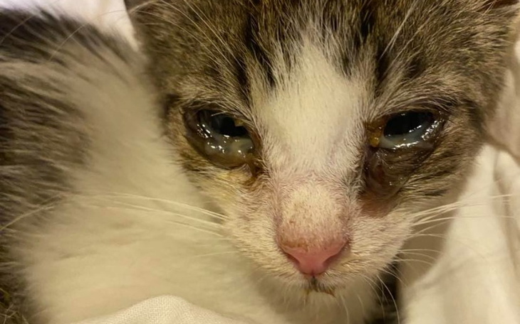 Zbiórka Na operację dla Kajtusia - zdjęcie główne