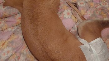 Zbiórka Leciwa Rezydentka - pampersy - miniaturka zdjęcia