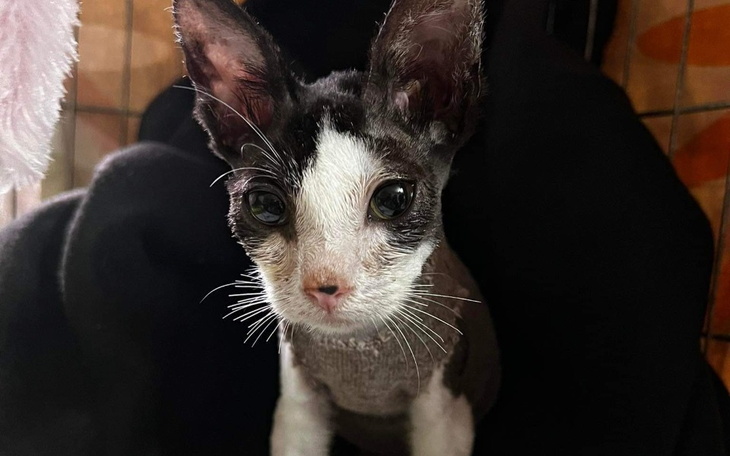 Zbiórka Pomoc dla maleńkiego Bombla - zdjęcie główne