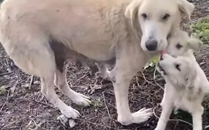 Matka z szczeniakami, chwile pełne czułości.