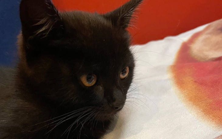 Zbiórka Wyprawka i wizyta u weterynarza - zdjęcie główne