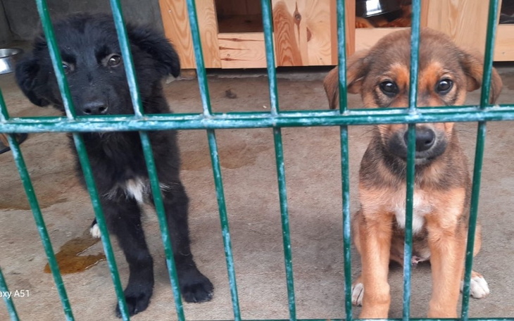 Dwa szczeniaki w klatce, czekające na nowy dom.