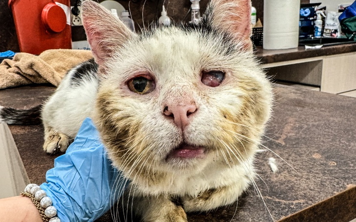 Kot z uszkodzoną oczami, potrzebujący pomocy weterynaryjnej.