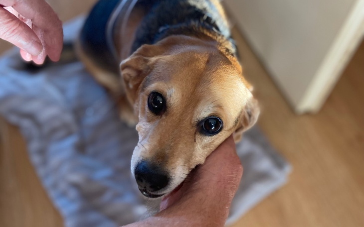 Beagle z dużymi oczami, przytulony do ręki właściciela.