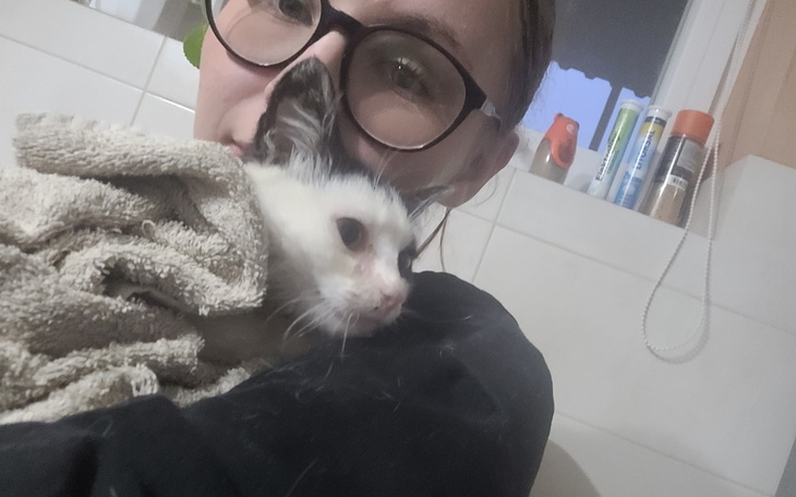 Zbiórka na nowy start kociaka - zdjęcie główne