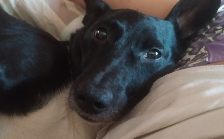 Zbiórka Leczenie psa Simby - zdjęcie główne