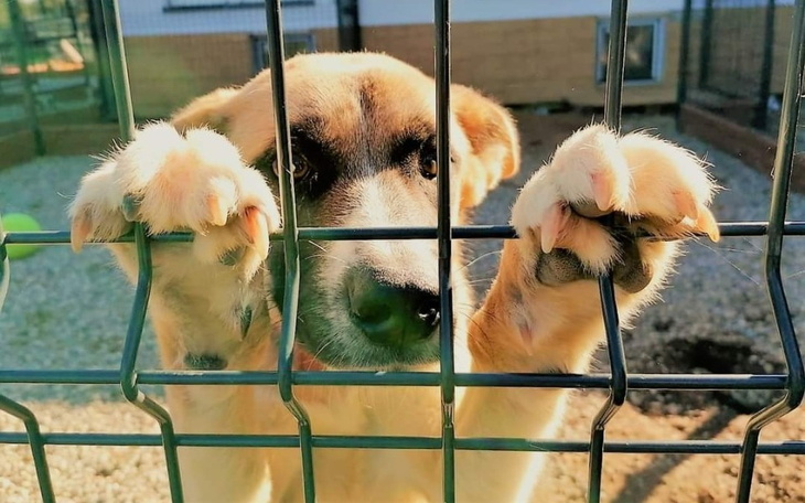 Zbiórka Pomoc dla schroniska Buba - zdjęcie główne