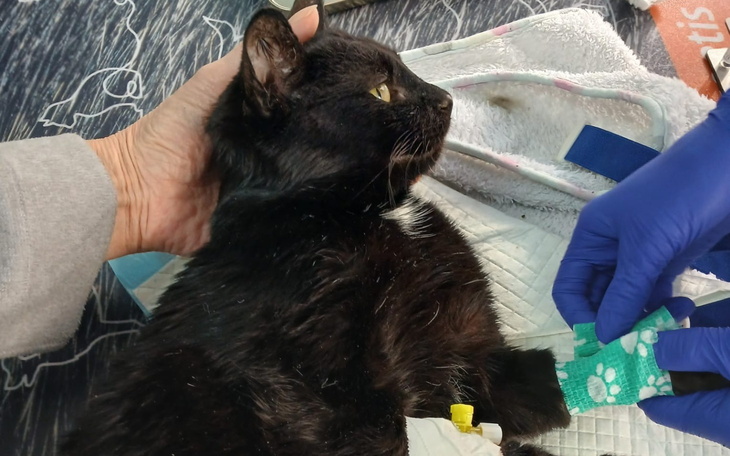 Czarny kot na stole, otrzymujący pomoc weterynaryjną.