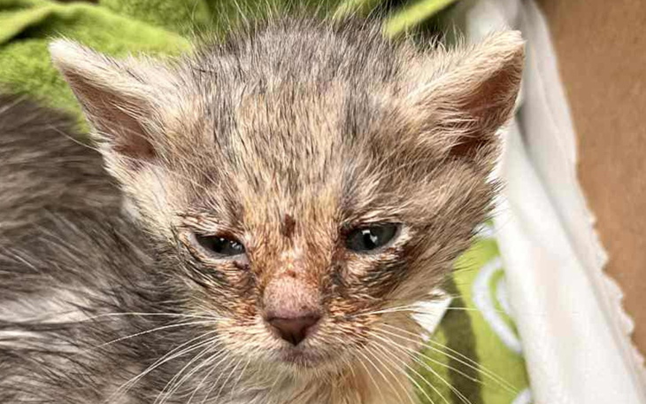 Chory kociak z ranami na pyszczku, potrzebujący pomocy.