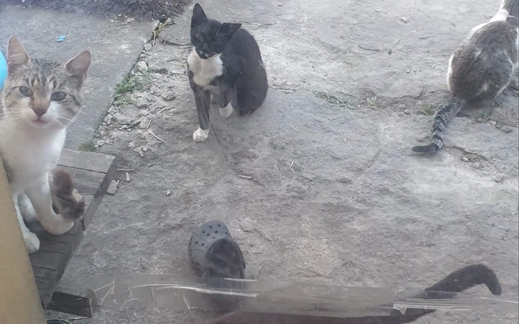 Zbiórka Bezdomniaki-Kociaki - zdjęcie główne