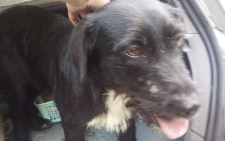 Zbiórka Porzucona - zbieramy na kojec! - zdjęcie główne