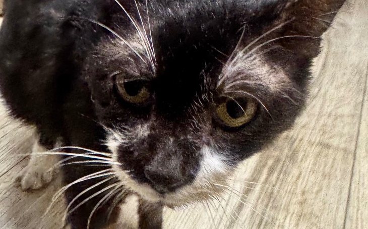 Czarny kot z białymi akcentami, ciekawie patrzy w obiektyw.